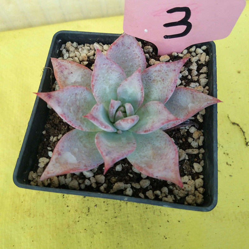 野生卡罗拉多肉植物进口花卉盆栽绿植防辐射大棚直销一物一图