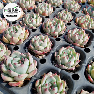 多肉桃太郎价格 多肉桃太郎图片 星期三