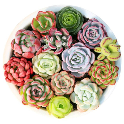 绿植婴儿手指多肉组合盆栽吸