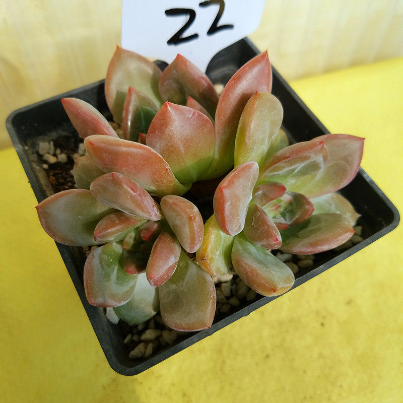 白夜香槟大群多肉植物进口花卉盆栽绿植大棚直销 一物一图