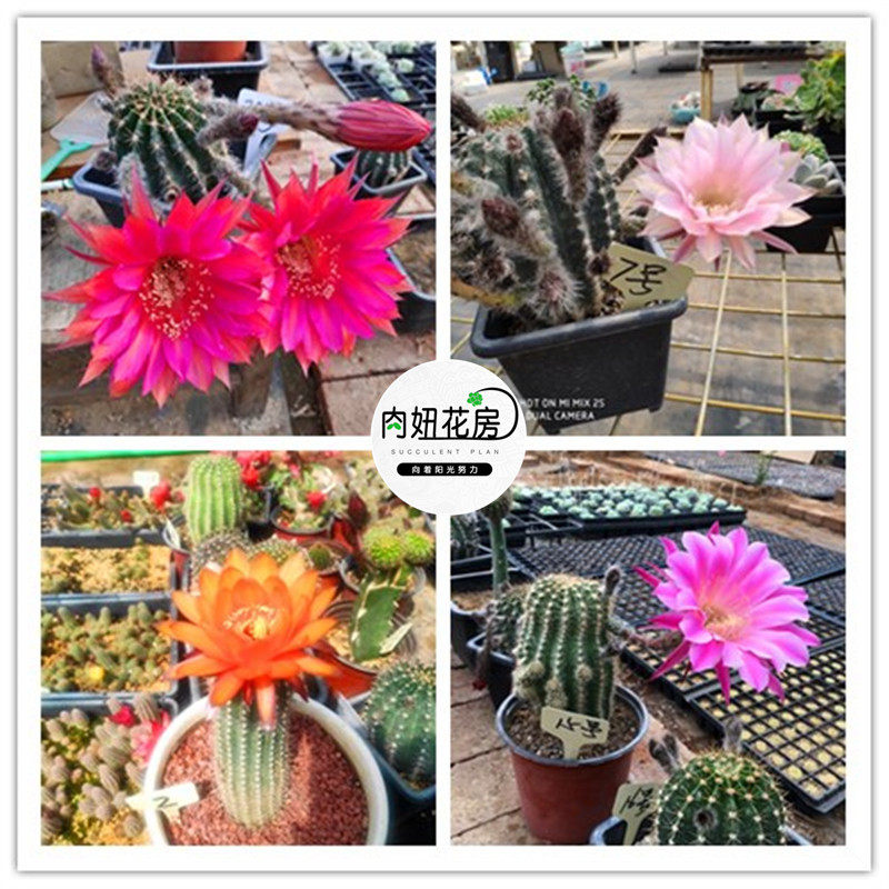 仙人球多肉植物仙人掌盆栽室内肉肉小盆栽开花防辐射可爱桌面绿植