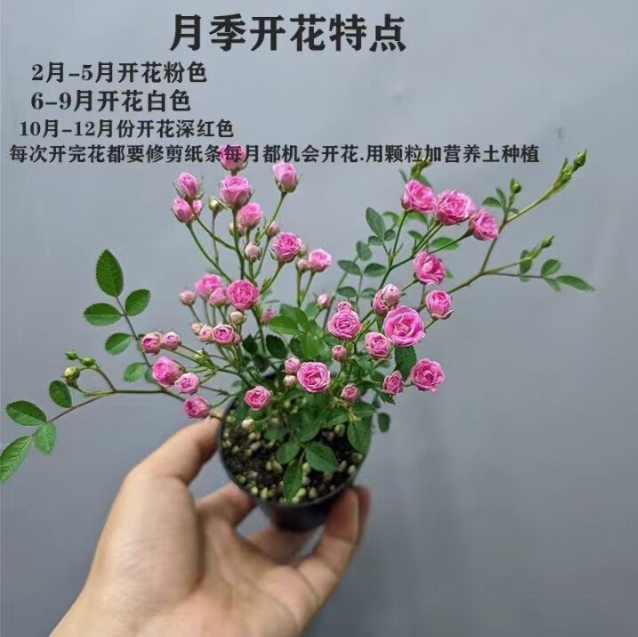 月季花苗盆栽带花苞须惠姬月季喜阳喜水实外室内阳台庭院水培植物