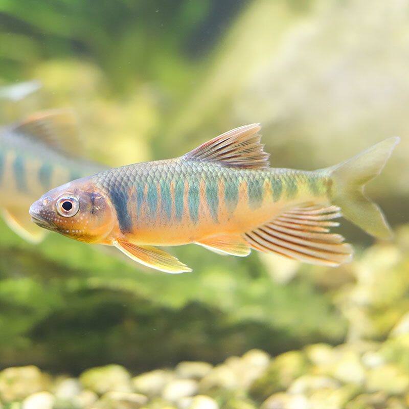 长鳍鱲冷水观赏鱼原生桃花鱼溪流宽鳍马口鱲鱼耐寒淡水族精灵溪哥