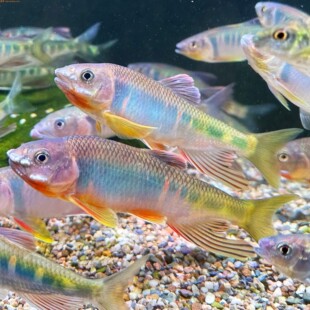 宽鳍鱲冷水观赏鱼原生桃花鱼溪流南宽鳍耐寒好养易活淡水精灵溪哥