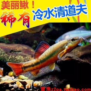 美丽小条鳅冷水鱼高颜值原生观赏清道夫好养易活鱼缸清洁工淡水鱼