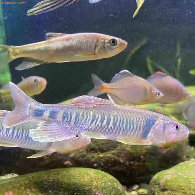 溪流发色马口鱼冷水淡水鱼桃花鱼