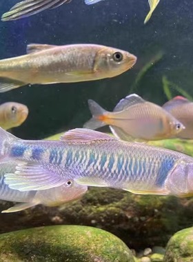 溪流缸发色马口鱼观赏鱼活体原生缸冷水鱼凶猛淡水鱼溪哥桃花鱼鱲
