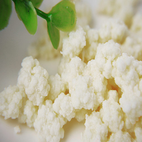 西藏Kefir大颗粒开菲尔菌种菌非雪莲菌藏灵菇包邮