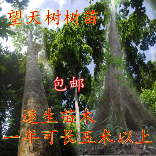 绿化苗木擎天树苗望天树苗西双版纳品种望天树小苗可长八十米高度