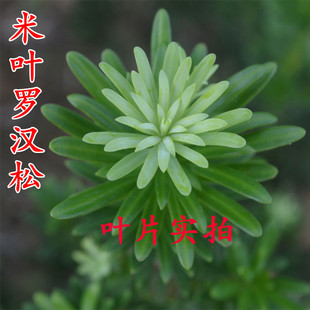 日本罗汉松树苗米叶珍珠雀舌罗汉松盆栽盆景小苗四季常青占地树苗