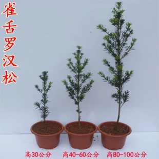 日本罗汉松树苗盆栽珍珠雀舌米叶罗汉松小苗罗汉松树桩盆景迎客松