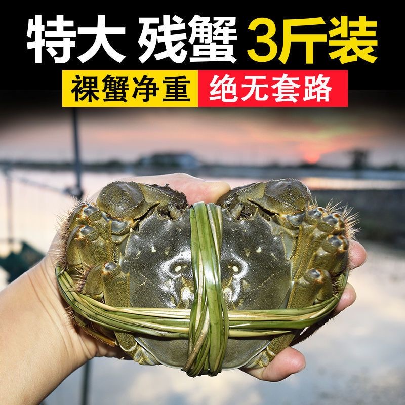 净重3-1斤缺腿断腿蟹残次蟹残蟹大闸蟹现货鲜活螃蟹全母公母蟹