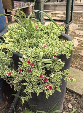 垂盆花蔓草锦牡丹吊兰悬崖桩易爆盆造型优美多肉植物