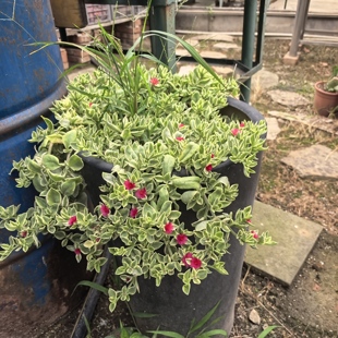 垂盆花蔓草锦牡丹吊兰悬崖桩易爆盆造型优美多肉植物