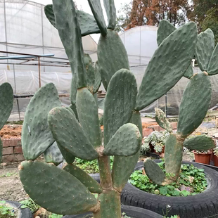 现切米邦塔仙人掌可外敷易活好养庭院盆栽植物