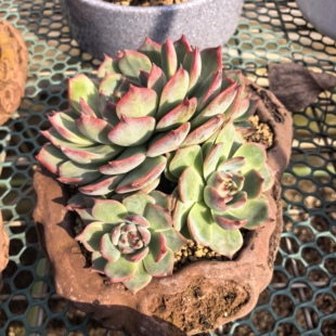 菲欧娜大型厚叶莲花座多肉植物盆栽适合露天阳台养护