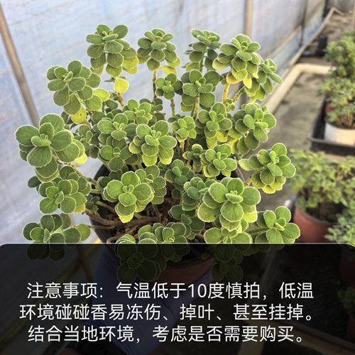 碰碰香木质化多肉植物净化空气