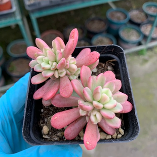 治愈系塔洛克宝草锦景天庭院多肉植物