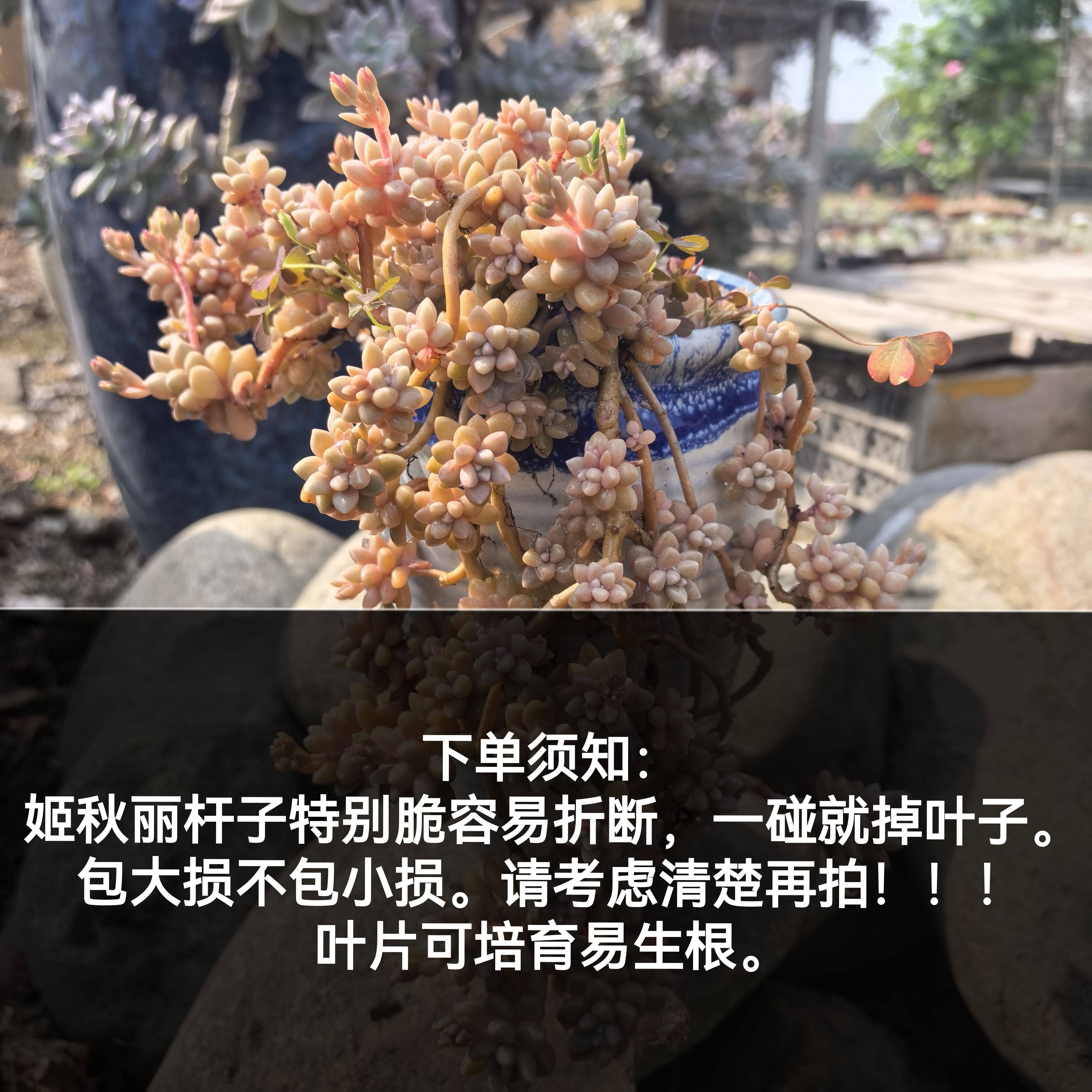 姬秋丽粉色可爱多肉植物办公室桌面迷你盆栽基地实拍