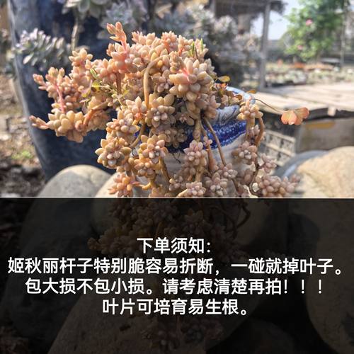 姬秋丽悬崖桩来袭果冻色萌肉超美