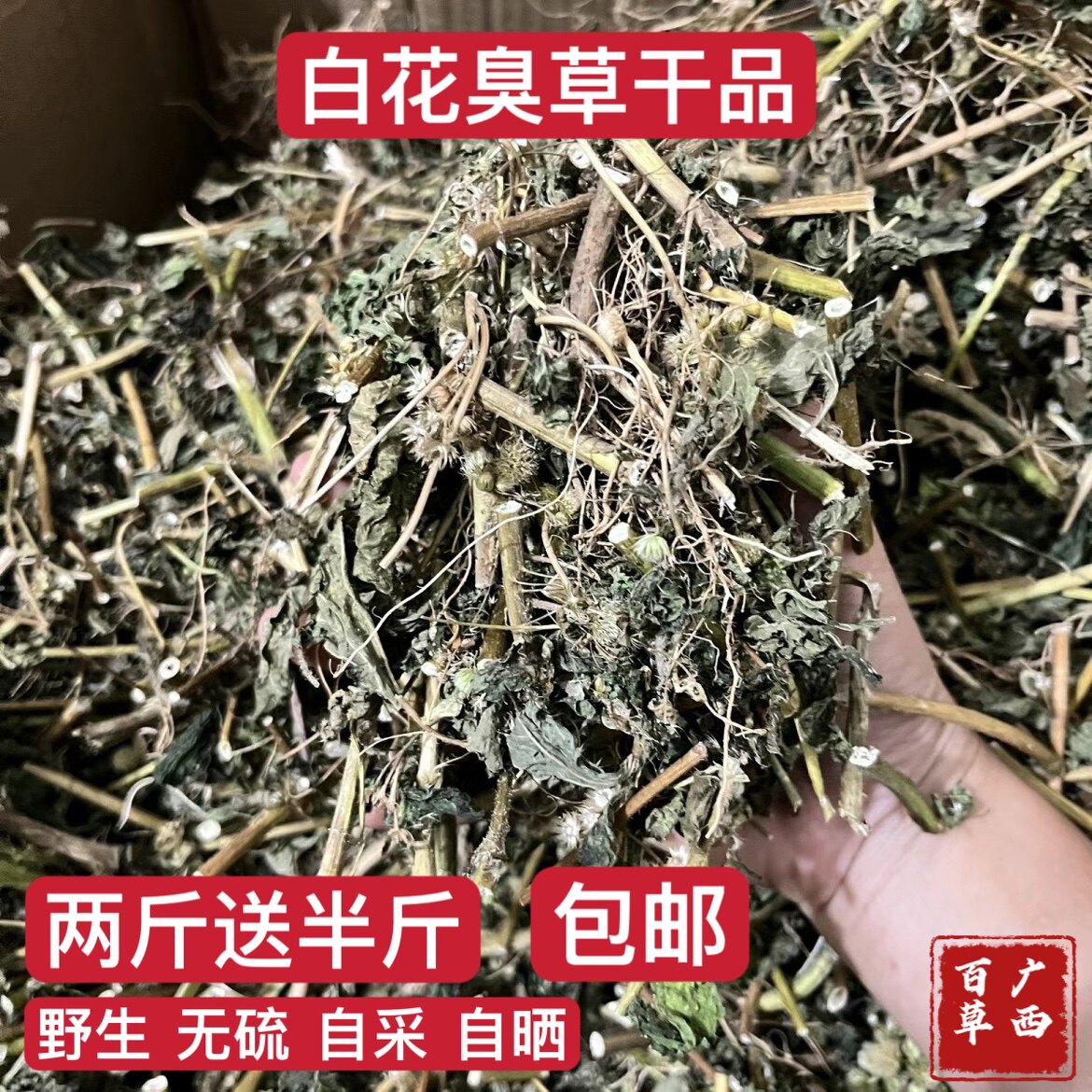 野生白花臭草 干品 新鲜包邮白花香草清热止血臭草咸虾花草霍香蓟
