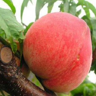 果树苗木基地直销晚熟桃树苗冬桃苗 映霜红冬桃树苗 包邮