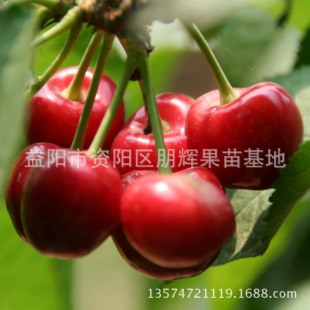 果树苗 北方樱桃苗 种苗 嫁接车厘子 大红灯樱桃苗 包邮