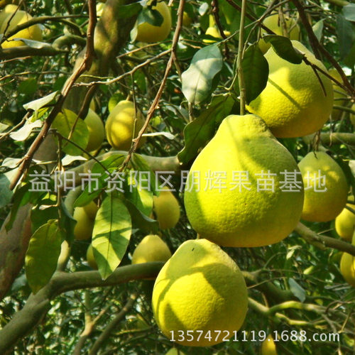 湖南果苗基地直销嫁接沙田柚