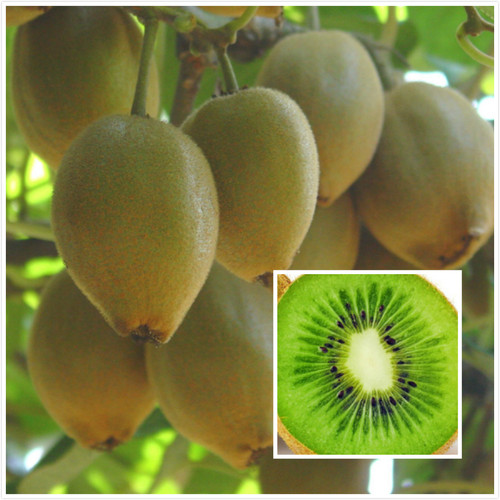 湖南基地嫁接高级品种猕猴桃树苗