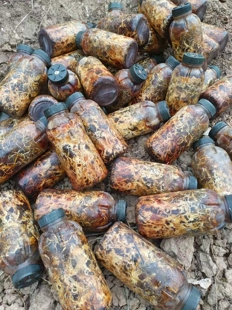 天麻蜜环菌猪苓菌种发菌丝快水剂枝条蜜环菌萌发菌种老菌扫底菌包