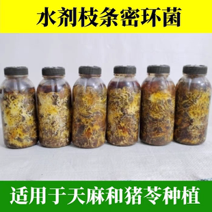 天麻蜜环菌猪苓菌种发菌丝快水剂枝条蜜环菌萌发菌种老菌扫底菌包