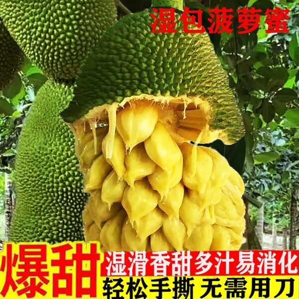 正宗湿包菠萝蜜当季新鲜手撕湿苞菠萝蜜稀有水果整个现摘产地包邮