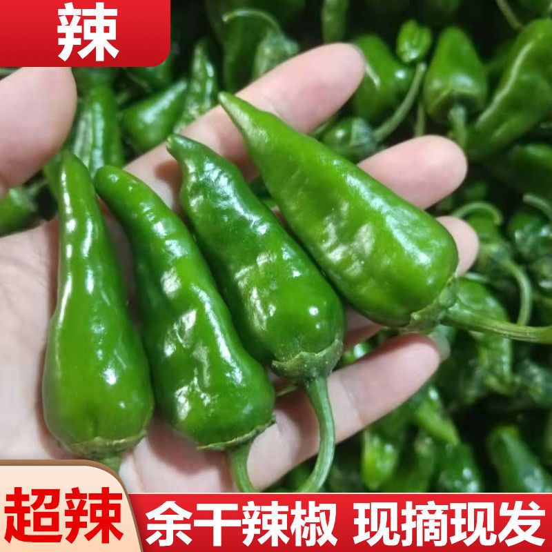 特辣巨辣余干丰收辣椒现摘新鲜薄皮皱皮枫树青椒小米椒正宗土辣椒