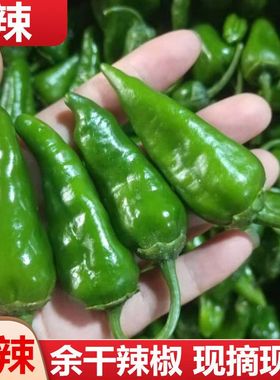 超辣余干辣椒新鲜蔬菜露天皱皮青椒薄皮小米椒正宗爆辣农家土辣椒