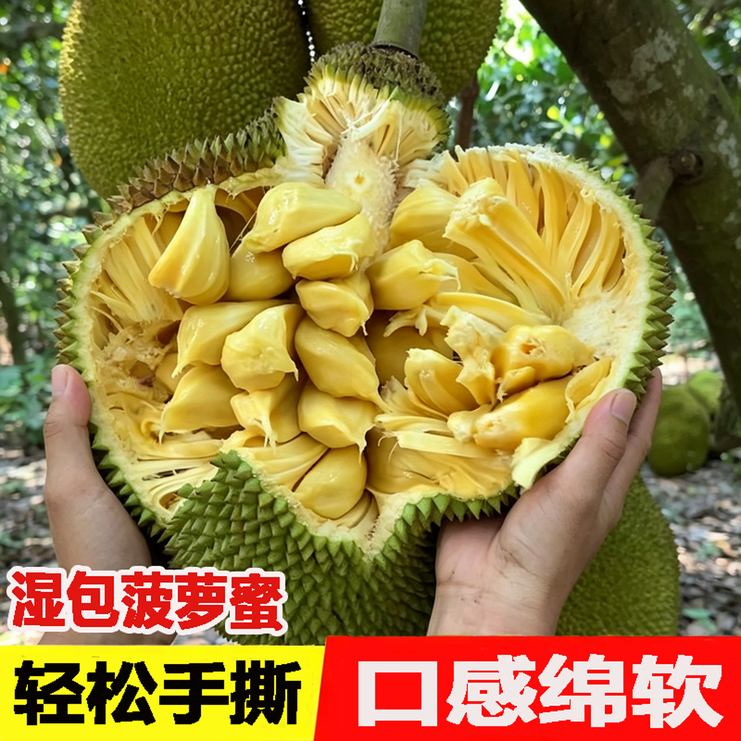 正宗徐闻湿包菠萝蜜当季现摘包邮