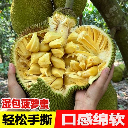 正宗湿包菠萝蜜当季新鲜手撕湿苞菠萝蜜稀有水果整个现摘产地包邮