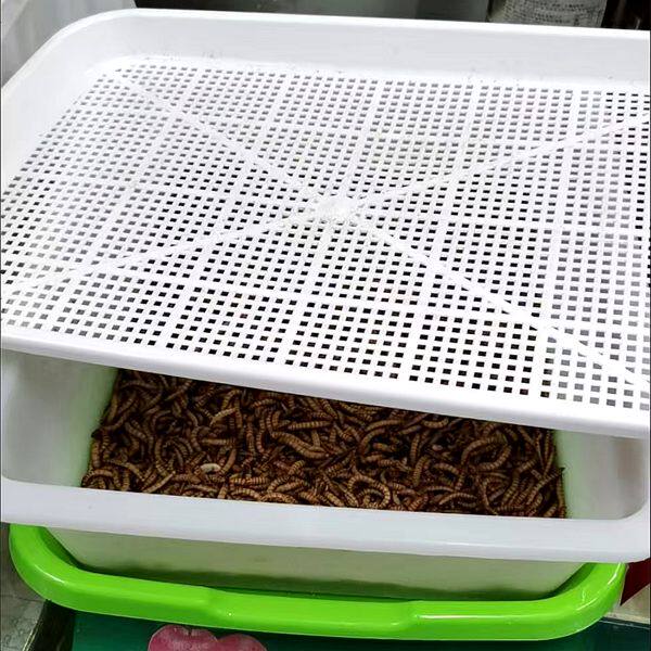 面包虫养殖盒粪便过滤盒产卵繁殖爬宠缸/箱