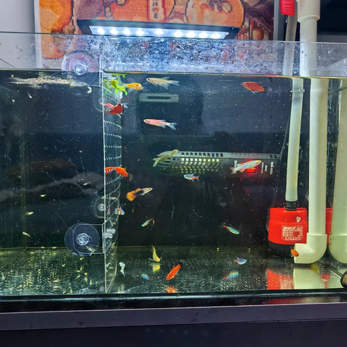 鱼缸隔离板隔离网隔离栏神器