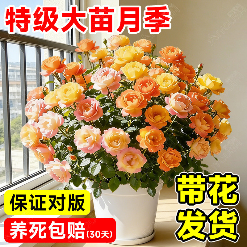 四季开花月季花苗果汁阳台花卉盆栽绿植物室内易活玫瑰带花苞庭院,鲜花速递/花卉仿真/绿植园艺,月季/蔷薇/玫瑰,淘宝优惠券,粉丝福利购,淘宝优惠卷