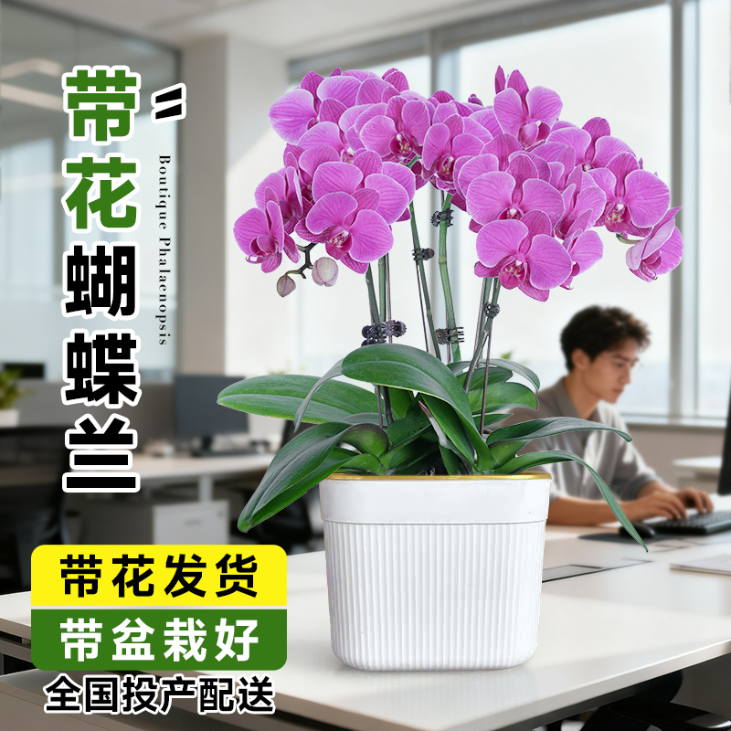 蝴蝶兰盆栽带花四季好养