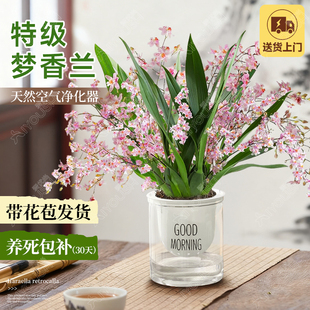 梦香兰带花苞花剑盆栽阳台窗边室内香味花卉绿植文心兰四季好养