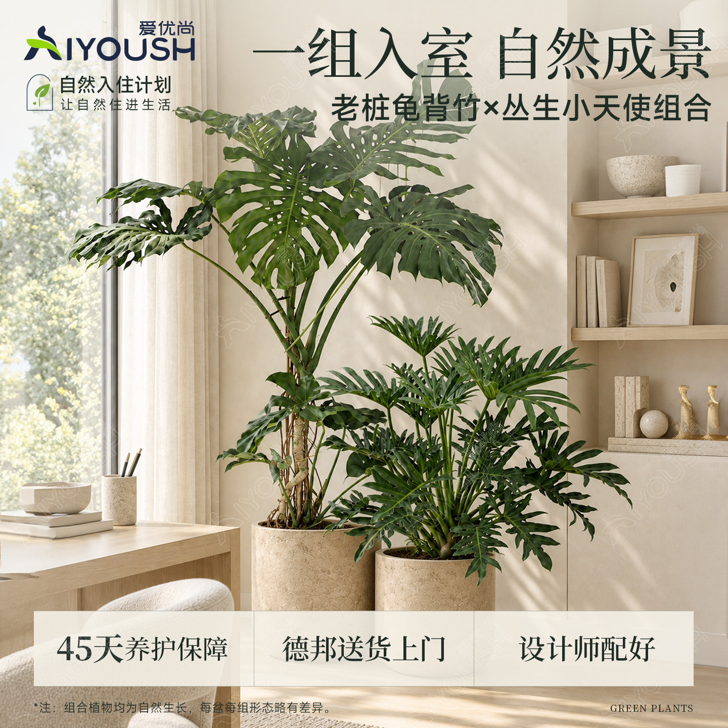 自然入住计划提根老桩龟背竹小天使网红组合盆栽客厅室内落地绿植