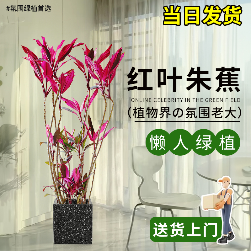 爱优尚红叶朱蕉大型植物盆栽