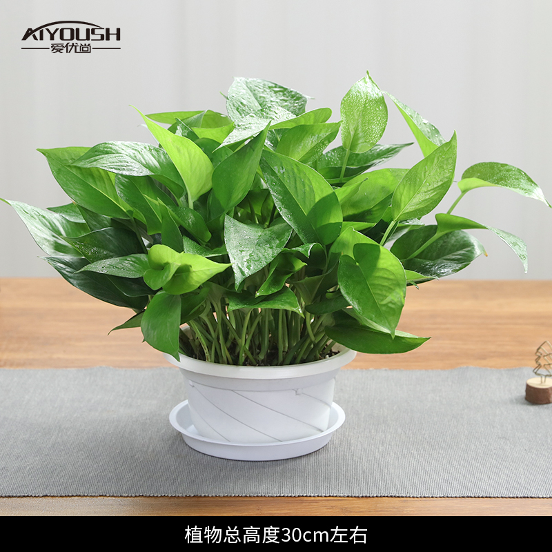 绿萝盆栽室内植物花卉绿植水培长藤垂吊大叶绿箩新房家用换新空气