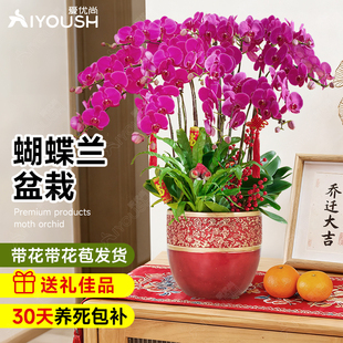 蝴蝶兰花苗带花苞盆栽带花剑大苗花卉绿植室内植物多季开花好养活