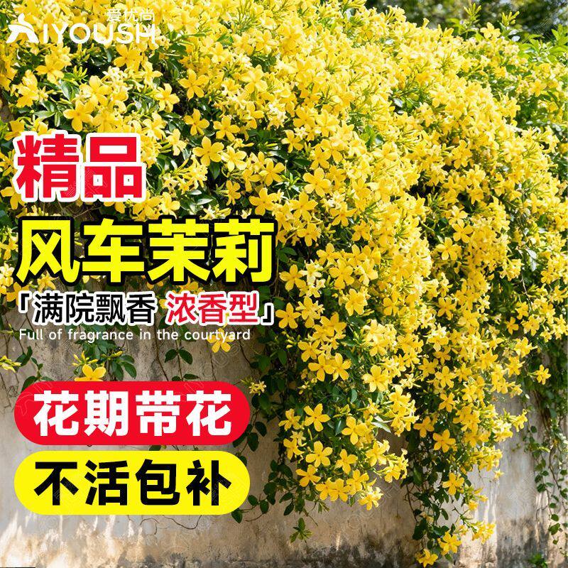 风车茉莉花盆栽爬藤大苗室内阳台庭院浓香花卉耐寒耐热四季好养