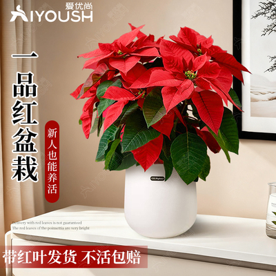 一品红盆栽室内四季开花圣诞花