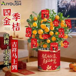 四季金桔树苗盆栽带果可食用客厅招财植物室内外小橘子盆观果植物