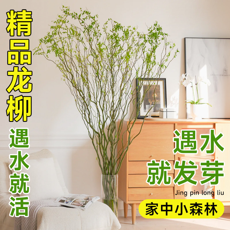龙柳鲜切枝客厅水培绿植物高级感图片