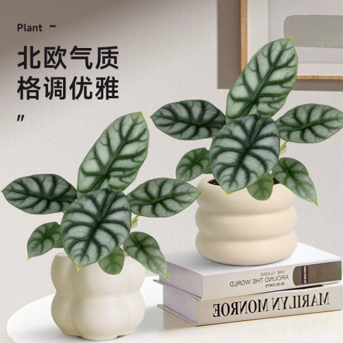 白犀牛海芋网红ins植物小盆栽办公室内桌面摆件观叶植物四季常青